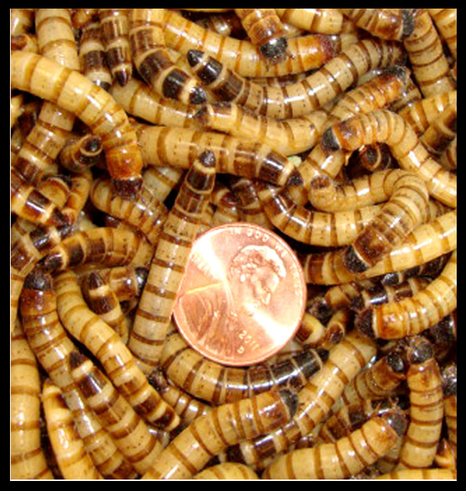 Superworms American Cricket Ranch